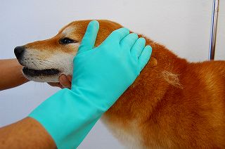 楽しい柴犬の毛抜き方法