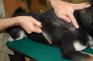 柴犬をコームブラシでブラッシング