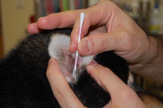 柴犬に対する正しい綿棒の使い方