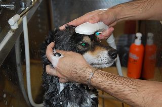 正しいシャワーの水量で顔を洗い流す