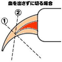 血管を切らない爪切り