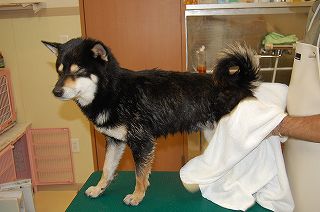 柴犬 シャンプー 乾かし 方