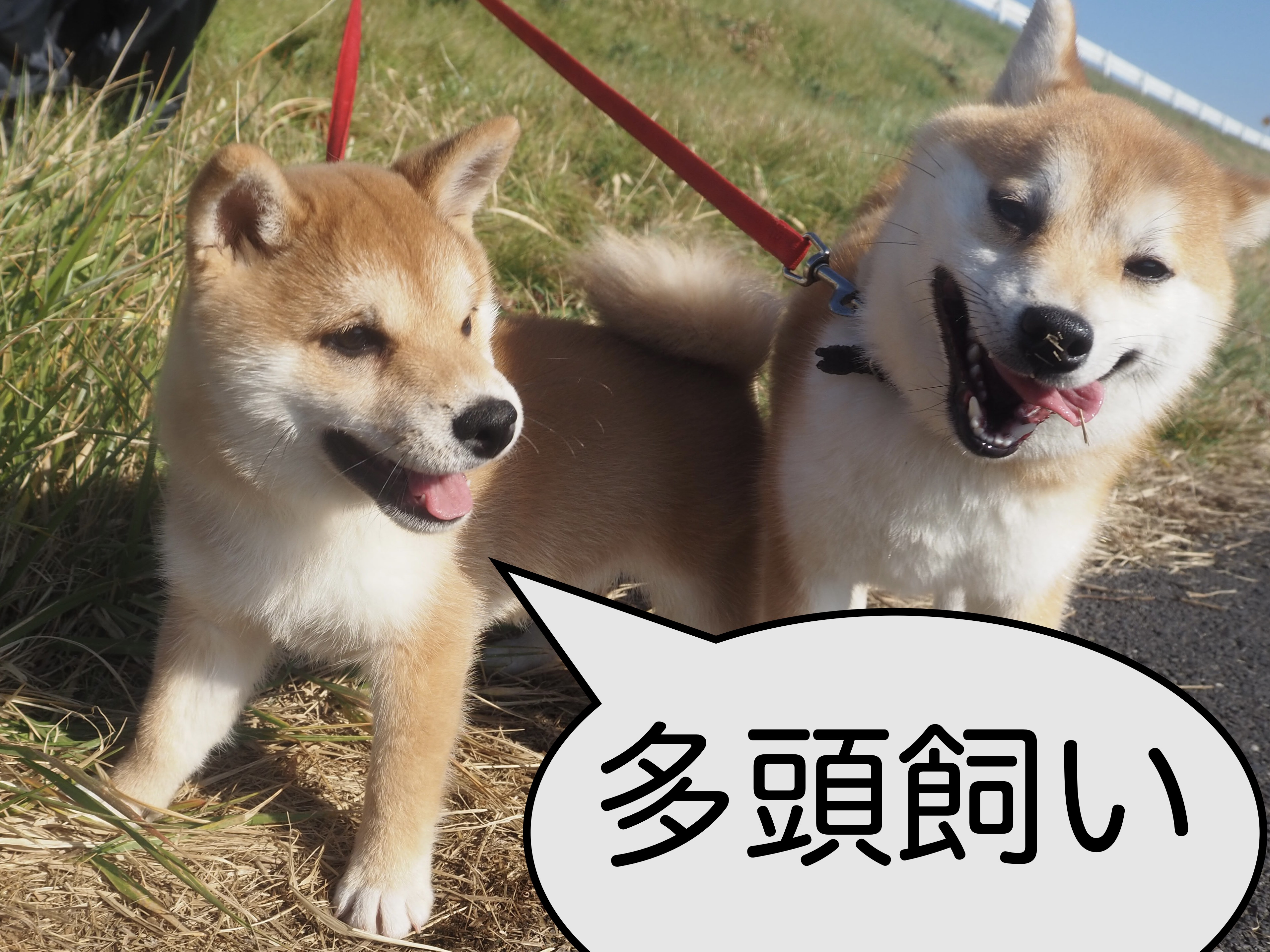 豆柴は多頭飼いできるの？ - ブリーダーが育てた豆柴の子犬販売「豆柴堂 」