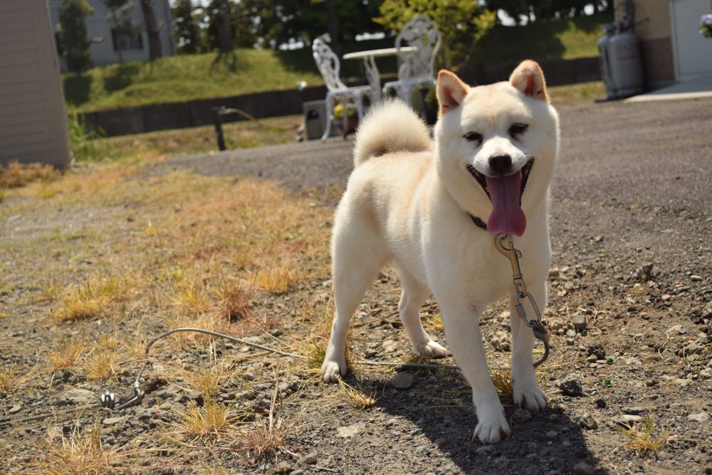 豆柴　1223 宮崎県宮崎市にある豆柴・柴犬ブリーダー「豆柴 桜庵」