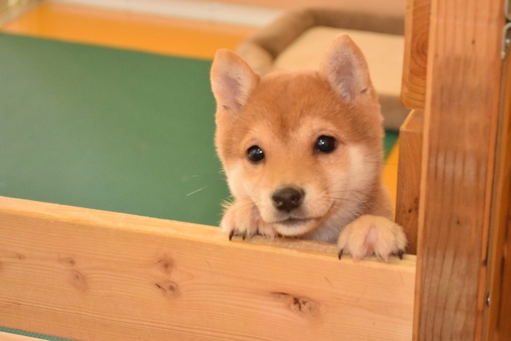 豆柴の子犬の成長記録（生後80日） - ブリーダーが育てた豆柴の子犬