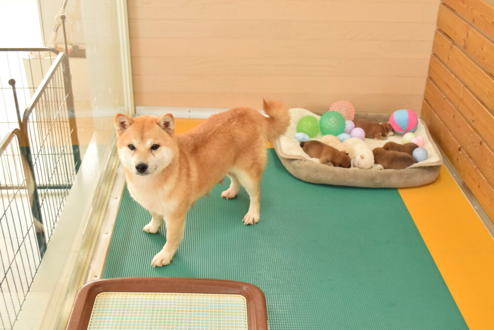 2025年1月9日更新！子犬出産情報 - ブリーダーが育てた豆柴の子犬販売