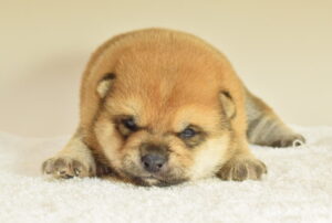 トップページ - ブリーダーが育てた豆柴の子犬販売「豆柴堂 」