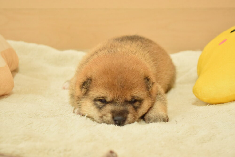J-2026年7月16日生まれ - ブリーダーが育てた豆柴の子犬販売「豆柴堂 」